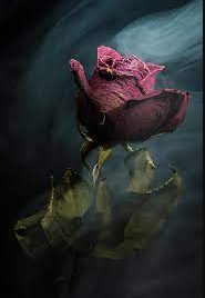Roses Dying