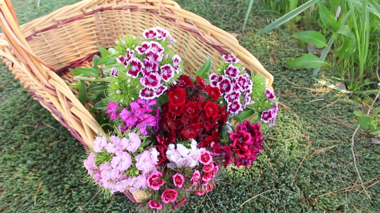 All About  Sweet William Flower