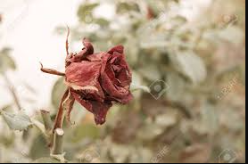 Roses Dying