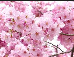 All About Cherry Blossom Flower And Its Meaning And Symbolism