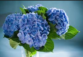 Hydrangeas And Alum- What’s That All About?