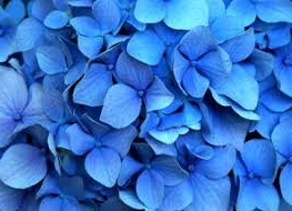 Hydrangeas And Alum- What’s That All About?