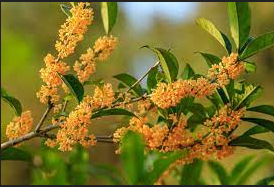 Everything About Osmanthus Flower