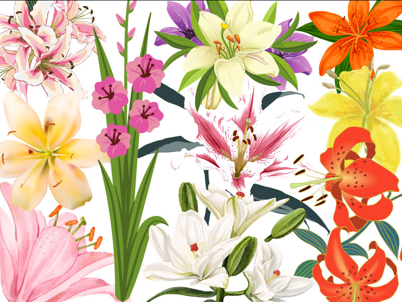 Types Of Lily Flowers