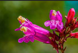24 Beautiful Bell-Shaped Flower
