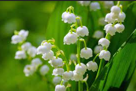Lily Of The Valley Flower Meaning And Symbolism