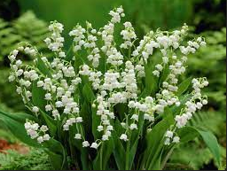 Lily Of The Valley Flower Meaning And Symbolism
