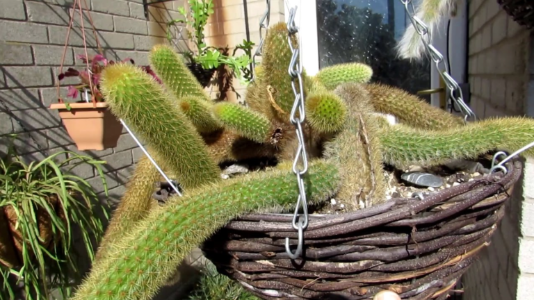 Best Hanging Cactus Plants Varieties