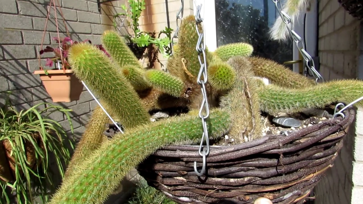 Hanging Cactus Plants
