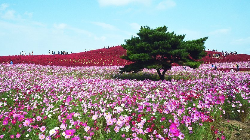 Field Of Flower