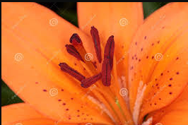Lily Pollen