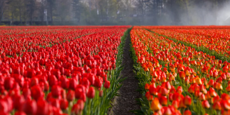 Tulips The National Flower Of Netherlands