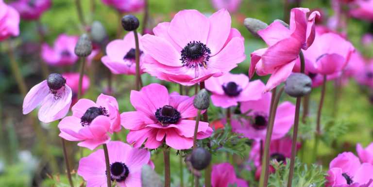 All About Anemone Flowers?