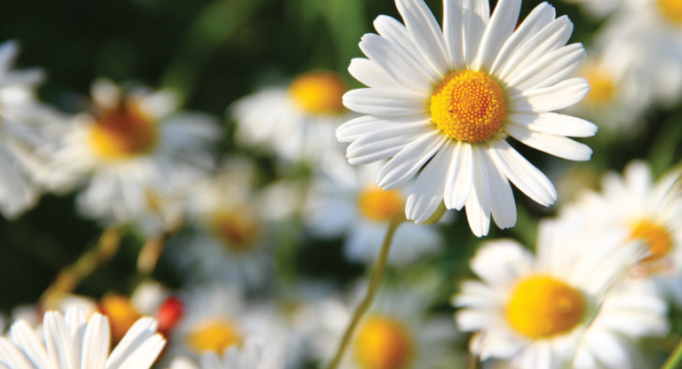 Things You Should Know About White Flowers