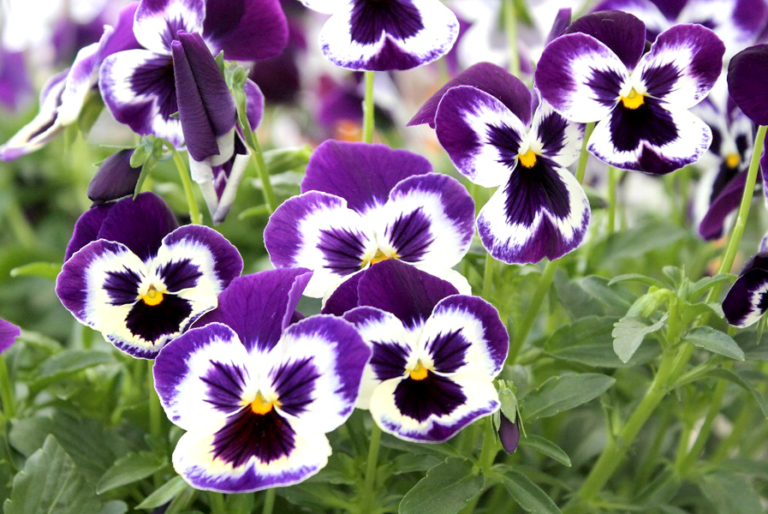 What To Do With Pansies After Flowering