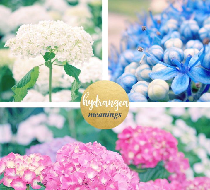 About Hydrangea Flower
