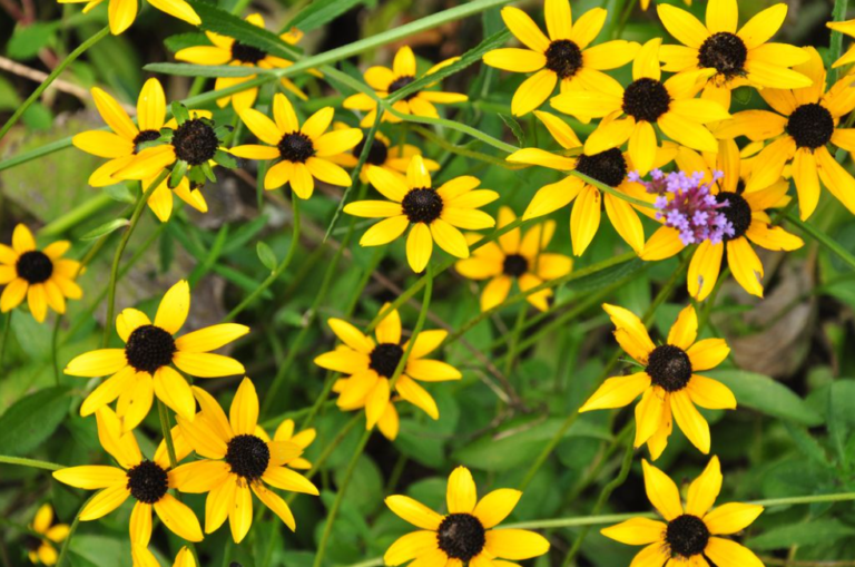 Things You Should Know About Lazy Susans Flowers