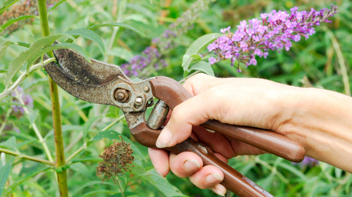 When To Trim A Butterfly Bush