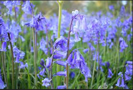 7 Types Of Bluebell Flowers For Your Home