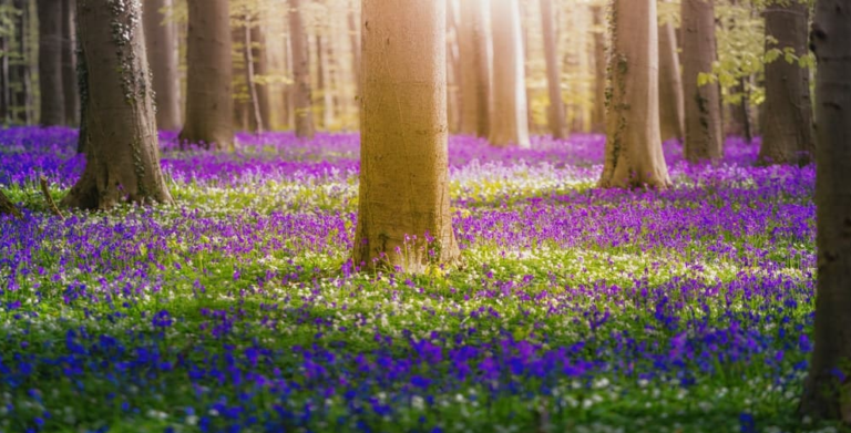 7 Types Of Bluebell Flowers For Your Home