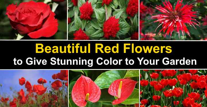 50 Types Of Red Flowers
