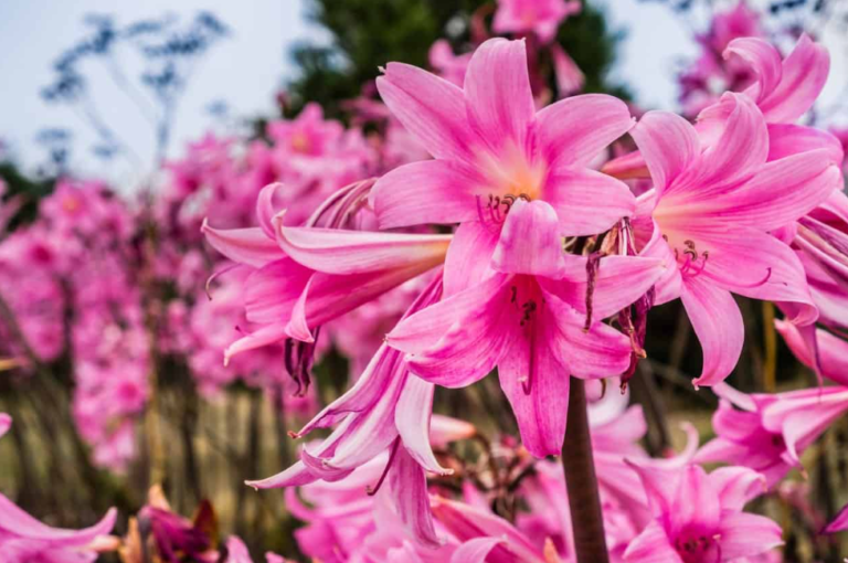 6 Different Types Of Naked Ladies Flowers