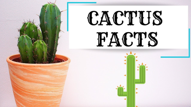 Everything About Cactus