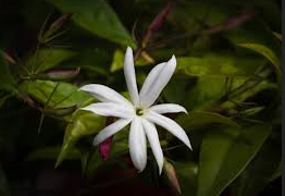 22 Types Of Jasmine Flowers For Your Home