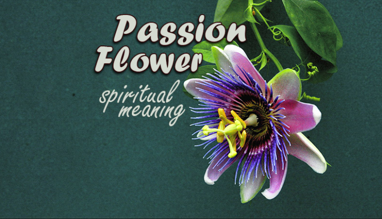 Passion Flower Meaning And Symbolism