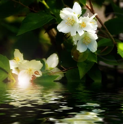 22 Types Of Jasmine Flowers For Your Home