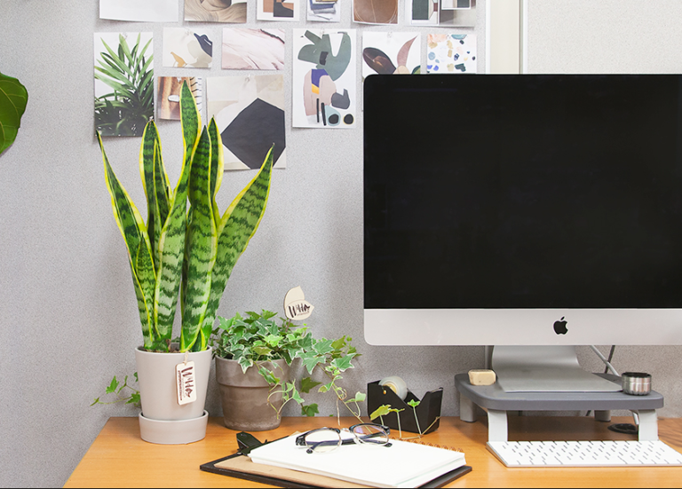 Best Plants For Your Office Or Desk￼