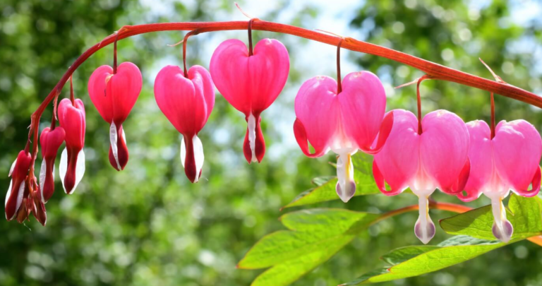Bleeding Heart Flower Meaning And Symbolism￼