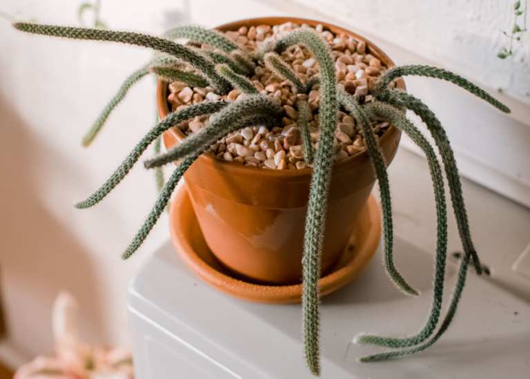 All About Trailing Cactus