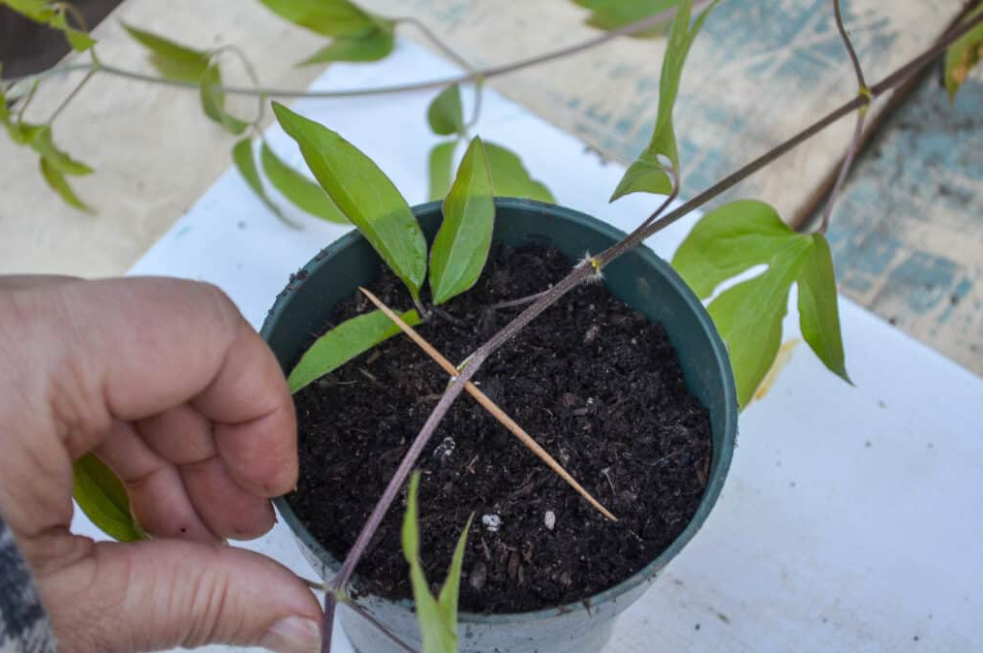 How To Grow Clematis From Cuttings Step By Step