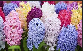 Hyacinth Flower Meaning And Symbolism