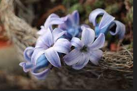 Hyacinth Flower Meaning And Symbolism