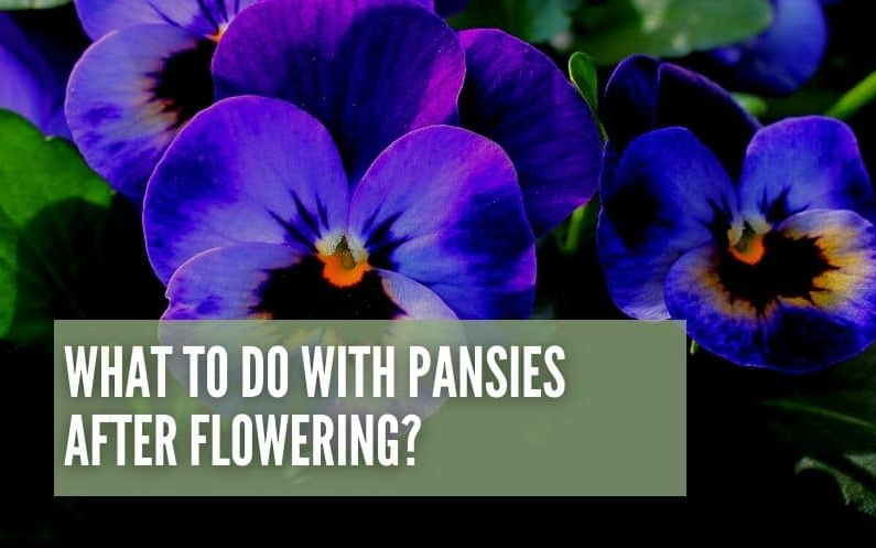  Pansies After Flowering