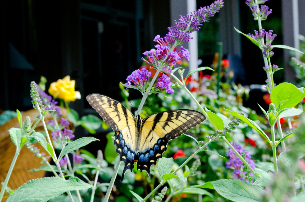 When To Trim A Butterfly Bush