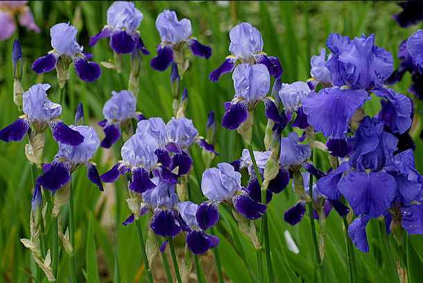 What To Do With Irises After They Bloom