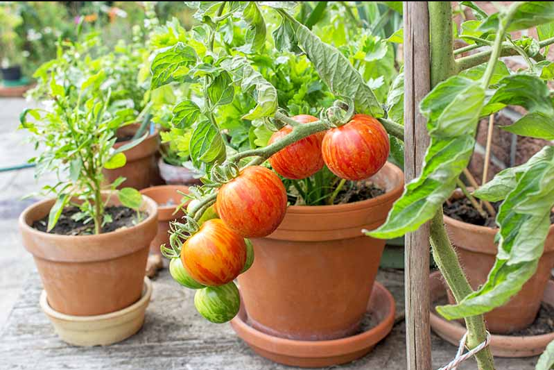 Best Vegetable Plants To Grow At Home