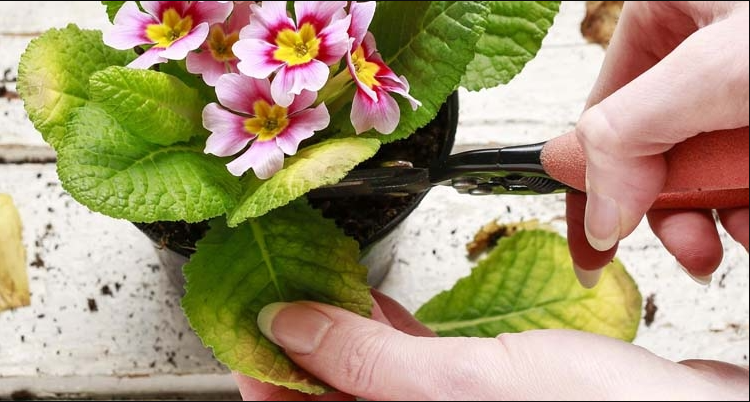 Tips And Tricks For Flower Caring