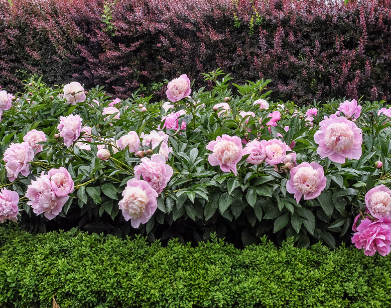 How To Plant Peony Roots