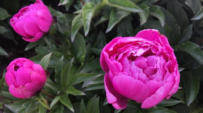How To Plant Peony Roots