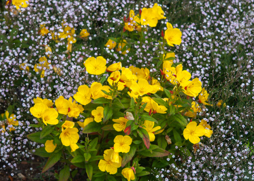 Evening Primrose Plant
