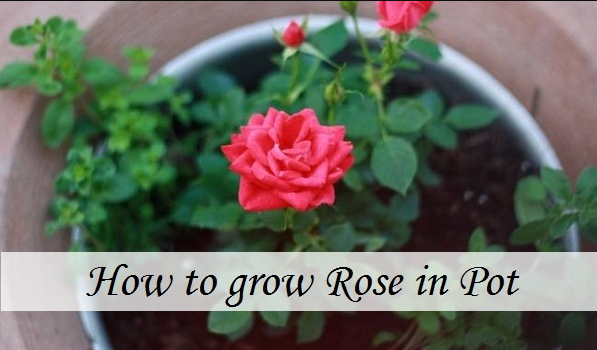 Growing Roses In Pots