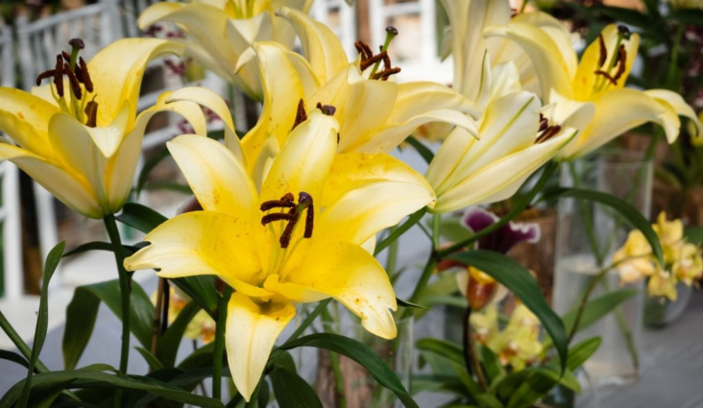 What To Do When Lilies Have Finished Flowering
