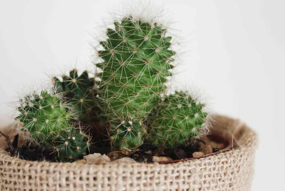 Everything About Cactus