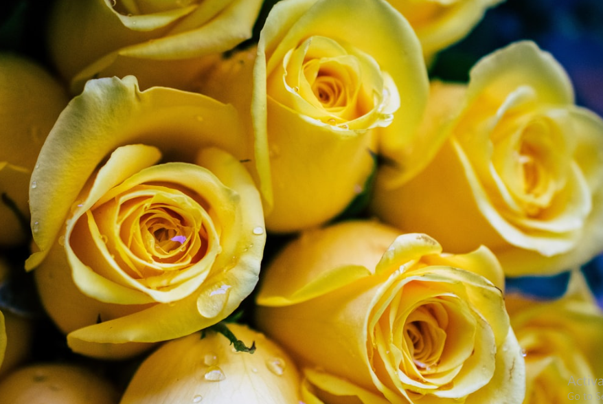 10 Types Of Roses Flowers