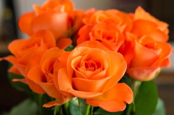 10 Types Of Roses Flowers