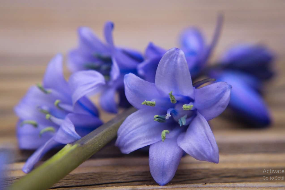 Bluebell Flower Meaning And Symbolism